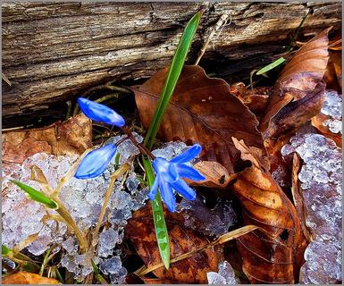 ... Spring is here! ... spring squill [Scilla verna] ...