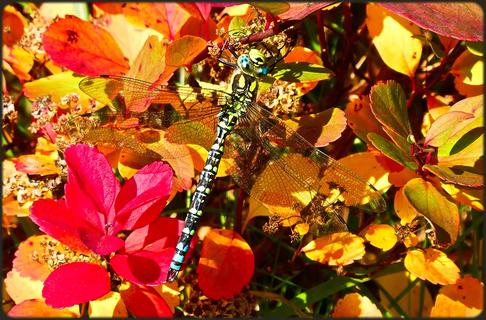 Herbst-Mosaikjungfer (Aeshna mixta)