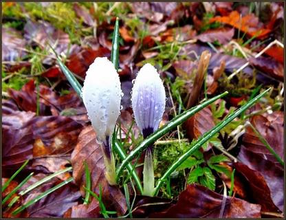 ... Spring is here! ...