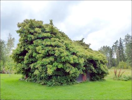 ... a beautiful house ...