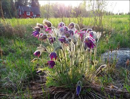 ... Pasqueflower (Pulsatilla vulgaris) ...