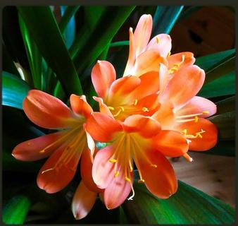 ... Clivia ...