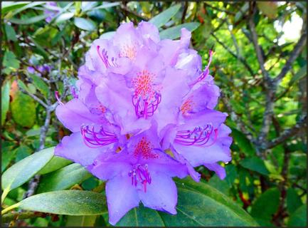Rhododendron blossom - Rhododendron Blüte