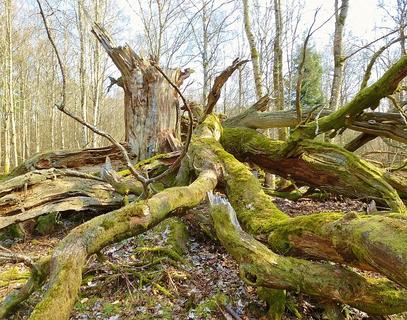 ... an old oak tree ...