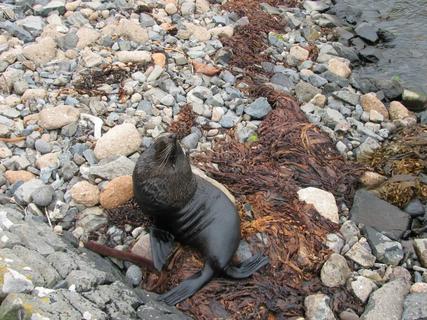 Seal, Dunedin, NZ