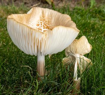 Upturned Mushroom