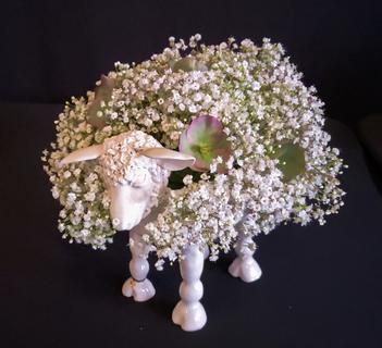 Baaabara Blooms by Anne Nicol