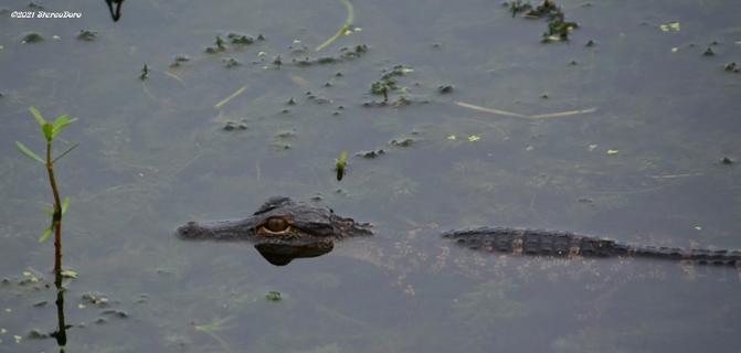 Meeting in the wild along Lake Apopka, FL - USA