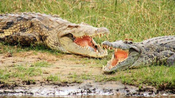 Crocodiles on the Nile, Uganda