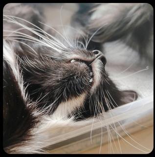 My cat sleeps in his favorite box