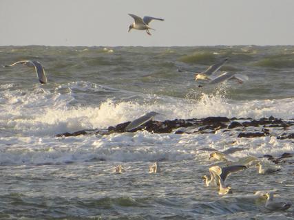Seagulls balancing in the wind