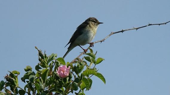 Willow warbler (Phylloscopus trochilus)