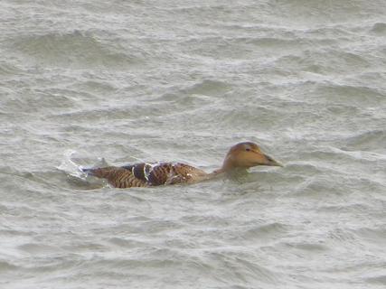 Female eider duck struggling with the waves in a rough sea