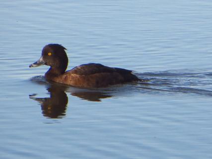 Female tufted duck
