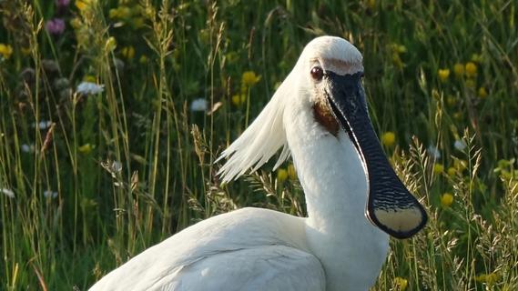 Eurasian spoonbill (Platalea leucorodia)