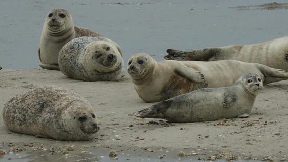 Common seals (Phoca vitulina)