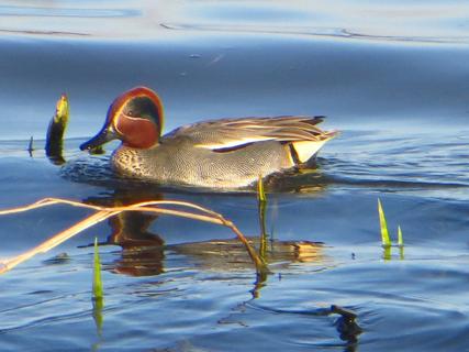 Eurasian teal in the late afternoon sun
