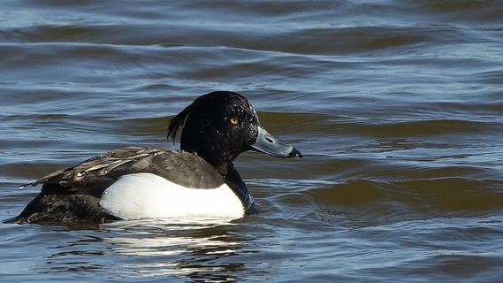 Tufted duck (Aythya fuligula)