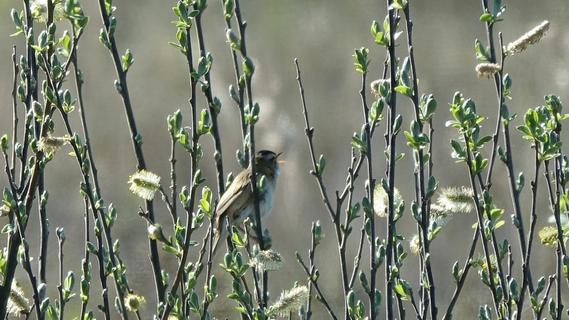 Sedge warbler (Acrocephalus schoenobaenus)