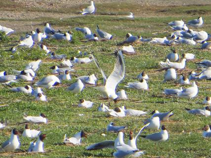 Colony of black-headed gulls