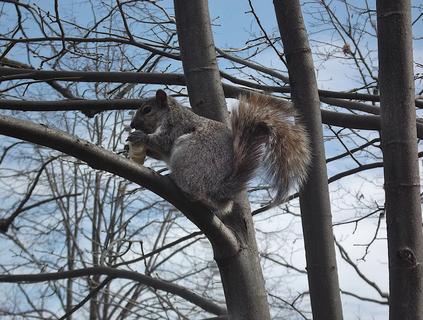 Squirrel up in a Tree