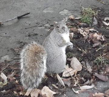Upstart Squirrel