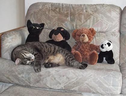 Clarence Sleeping in Front of his Plushie Friends