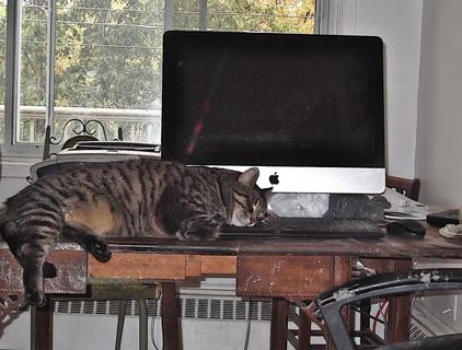 Clarence Sleeping on my Computer