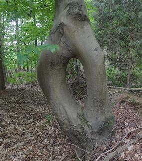 Die Nadelöhr-Buche / The eye of a needle tree