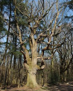 Die alte Eiche / The old oak tree