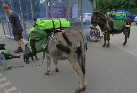 Wandern mit Eseln | Hiking with donkeys | Randonnée avec des ânes