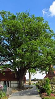 The old oak tree