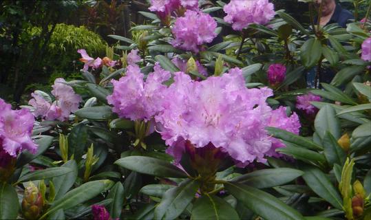 Purple Rhodo - Hollard Gardens
