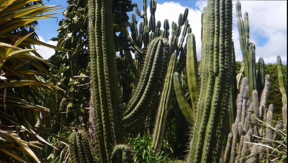 Cactus Garden - Magnolia Grove