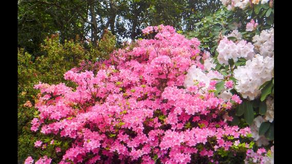 Pink Rodo Mosen's Garden