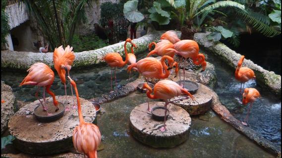 Flamingos, Dallas Zoo
