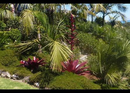 Garden on Waiheke Island – NZ