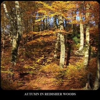 AUTUMN IN REDISHER WOODS