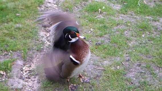 Duck flapping its wings