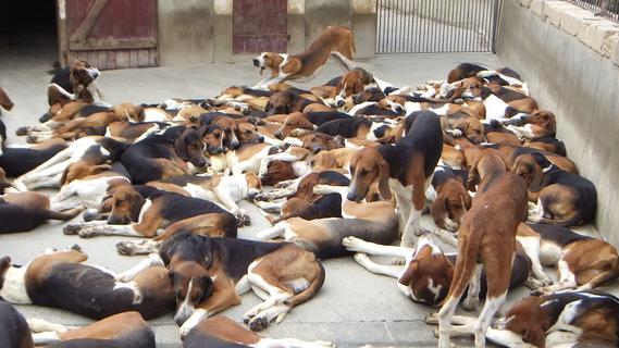 Hunting dogs at Cheverny Chateau