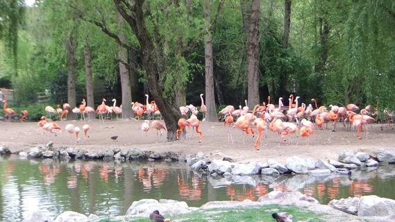 Flamingos at Beauval Zoo